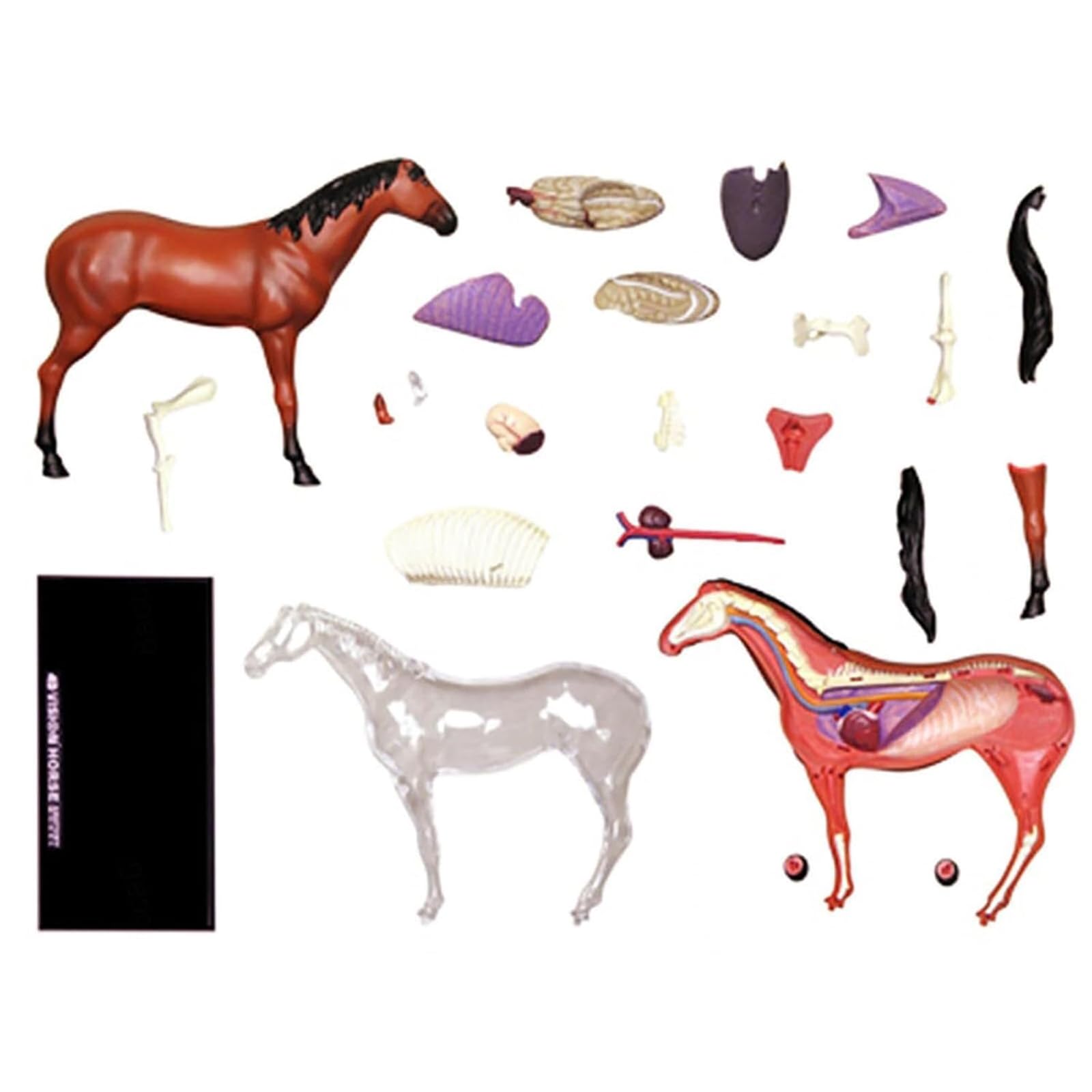 Modelo de anatomía de caballo, espécimen de esqueleto animal 4D, biología desmontable, 26 piezas para enseñanza veterinaria y demostraciones de clínicas de mascotas