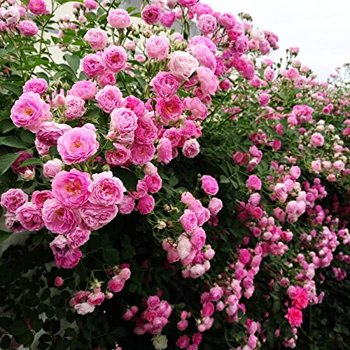 200+ Mix Climbing Rose Seeds For Planting Outdoors Ornamental Climbing Flowers Rosa Bush Vine Climber Long-Blooming #TOP4