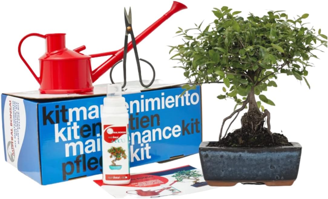 Verdecora Lote de iniciacion Bonsai 5 años + Plato cerámica + Kit de