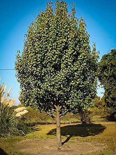 Pixies Gardens Bartlett Pear Tree Shrub Live Fruit Plant for Planting - Large Fruits - 5 Gallon Potted