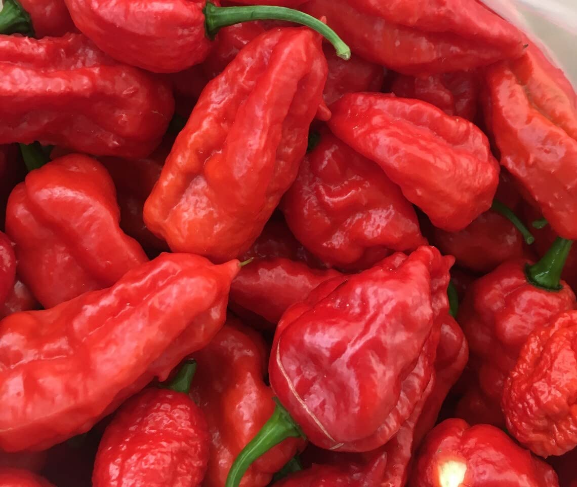 Ghost Peppers (Bhut Jolokia) Pods || Directly from Assam (50g)