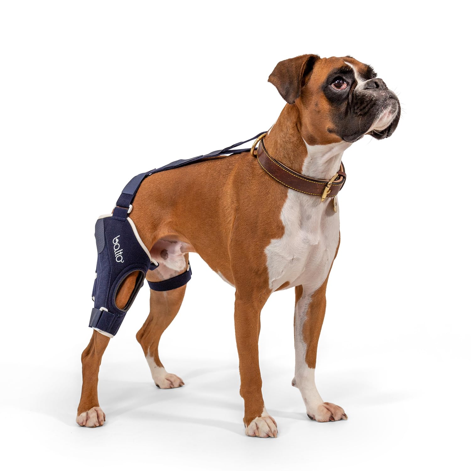 Balto Jump Dog Knee Brace