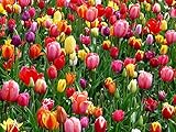 tulpenzwiebeln wann setzen 🌱 Blütenfarbe: Gelb, Orange, Purpur, Rosa, Rot, Weiß - mehrfarbige Tulpen