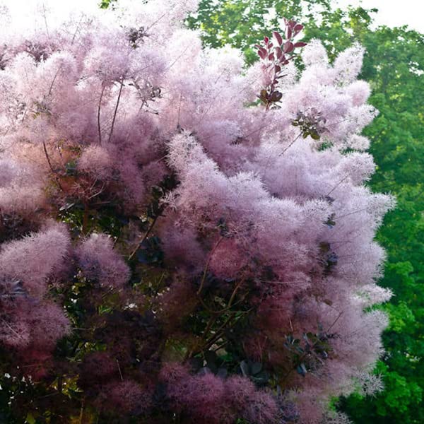 Cotino 'Royal Purple' 40–60 cm Vaso – Cotinus coggygria 'Royal Purple' – Foglia porpora ornamentale