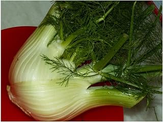 PREMIER SEEDS DIRECT - HERB- Fennel - Florence - FOENICULUM VULGARE 2400 Seeds