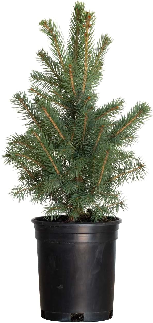 Colorado Baby Blue Spruce Tree, 2.5 Quart Pyramidal