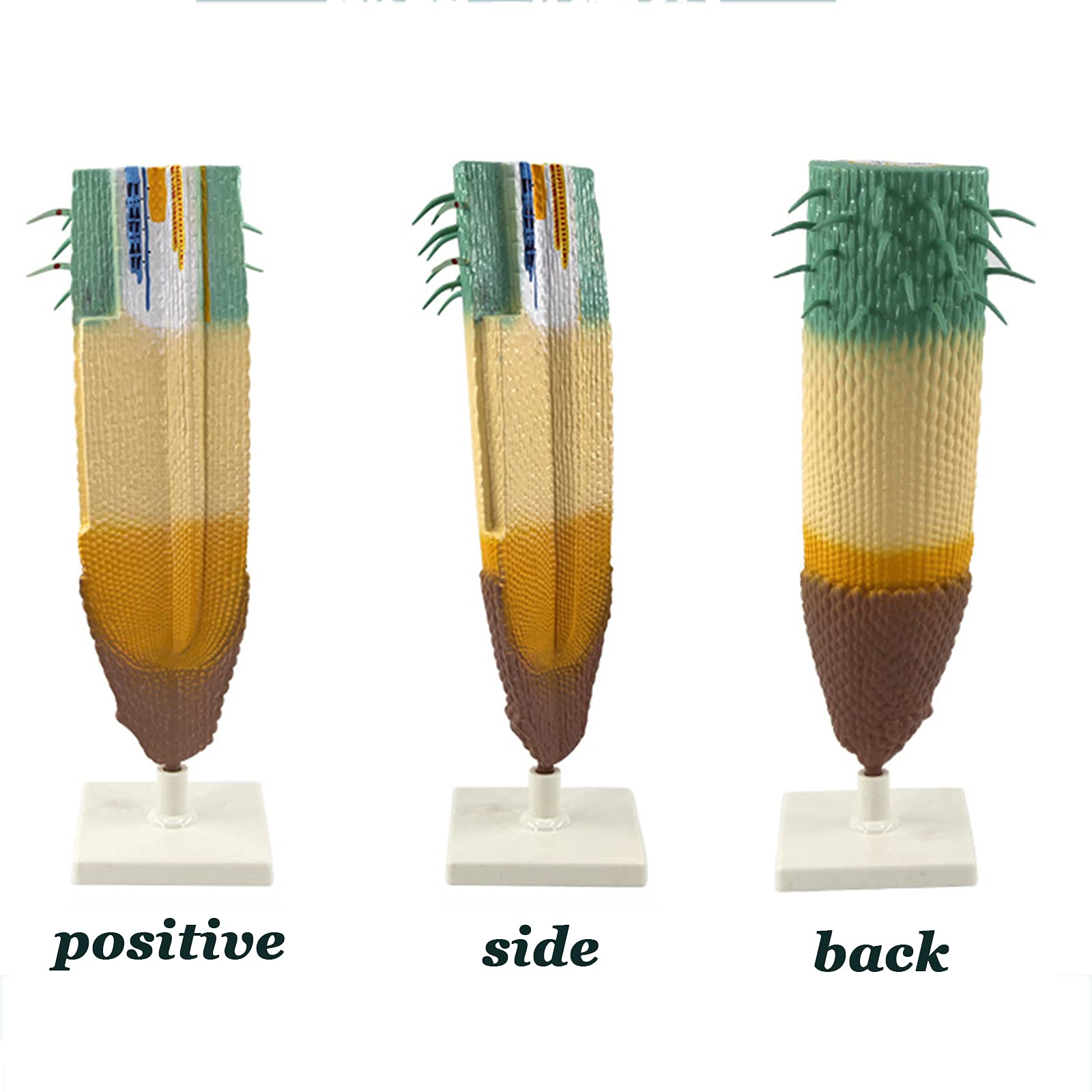Modele dydaktyczne z zakresu biologii, Model przekroju podłużnego korzenia anatomicznego, model rośliny do nauczania biologii