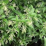 CHUXAY GARDEN Cestrum Nocturnum Seed,Night-Blooming Jasmine 120 Seeds Ornamental Flowering Plant Attract Butterflies and Bees Robust Flavor Evergreen Shrub