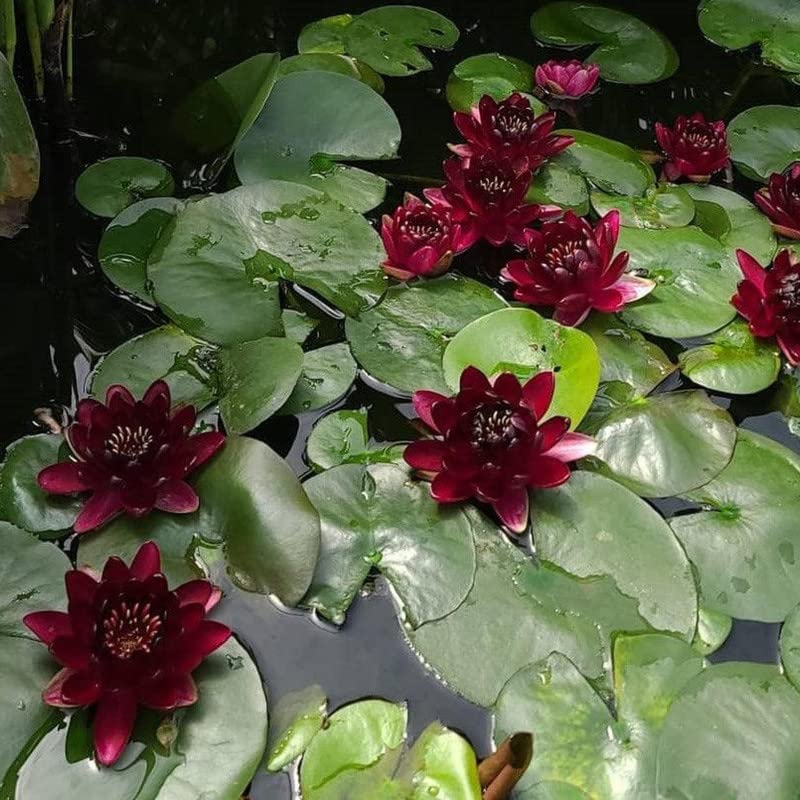 Chalily Black Princess Water Lily