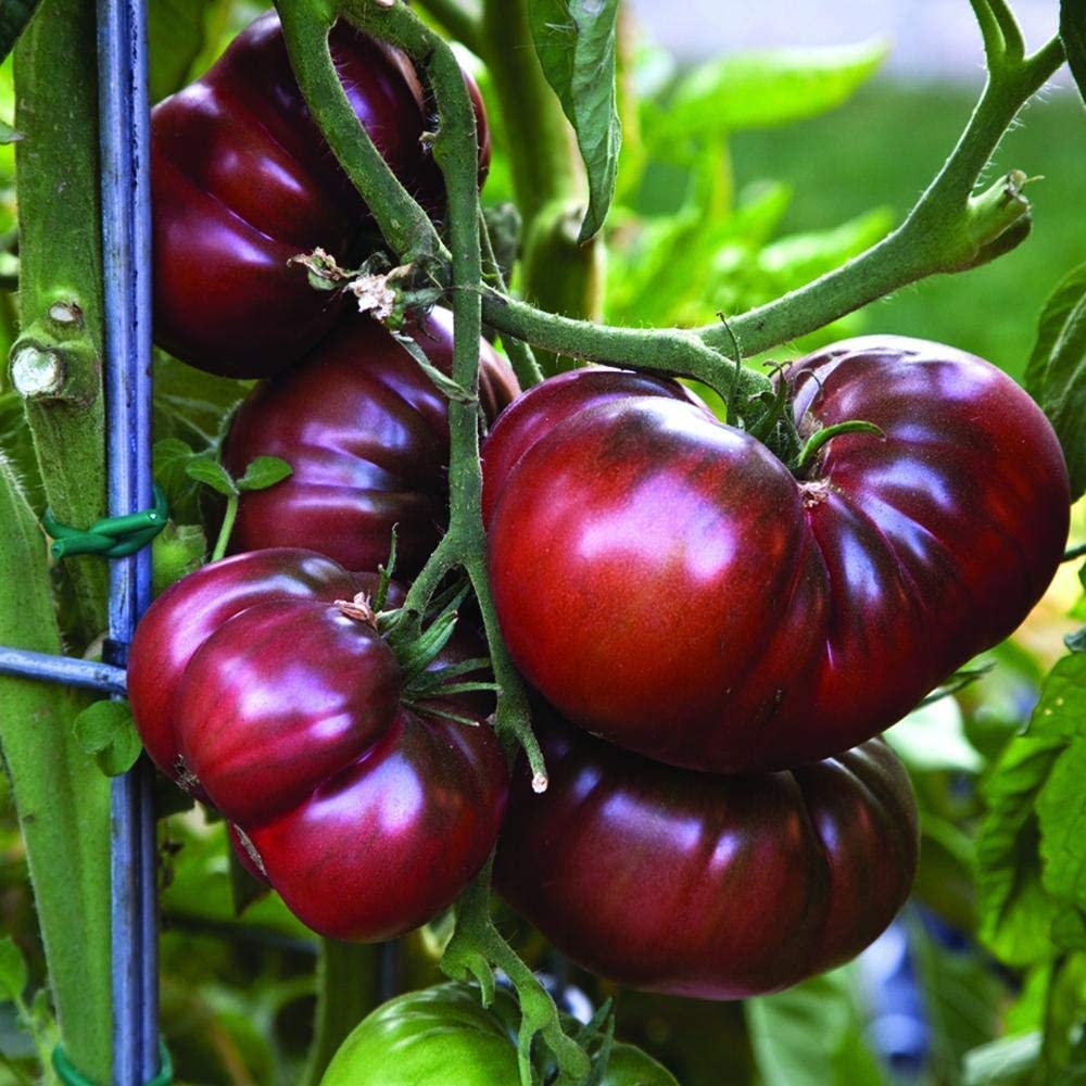 AYWAL Black Tomato seeds American Black Tomato F1 Hybrid Vegetable Seeds (Pack Of200 Seeds) B27 (B0BT558X1J) Amazon Price History, Amazon Price Tracker