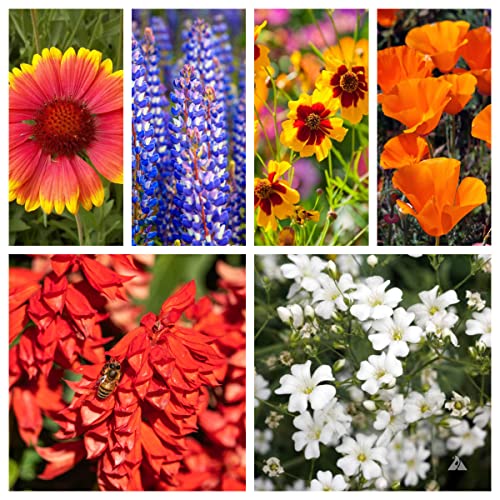 List Of The Best Deer Resistant Flowers [Top 10 Picks] BNB