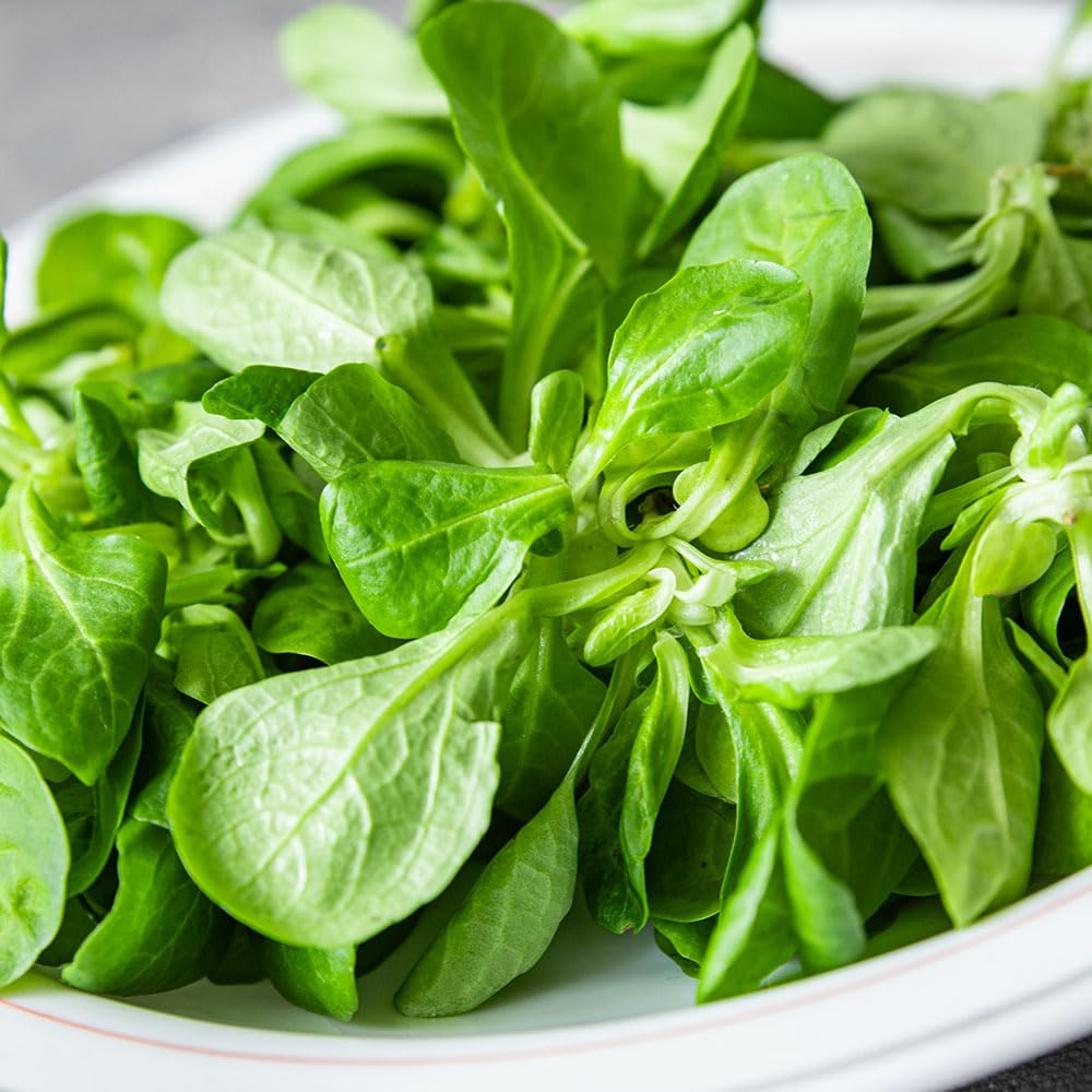 Lamb’s Lettuce Seeds – Verte de Cambrai Italian Variety – Valerianella Locusta – Cold-Hardy Salad Green for UK Growing
