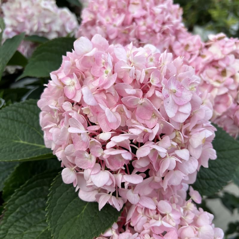 Amazon.com : Well-Rooted Hydrangea Live Plant in 2.5 Inch Pot