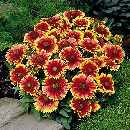 Live Green Gaillardia F1 Hybrid Flower Seeds 100% Germinated Seeds (B0999931JN) Amazon Price History, Amazon Price Tracker