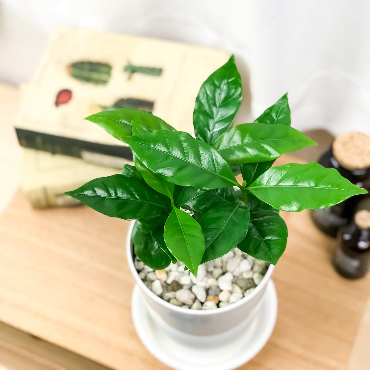 Amazon.co.jp: PLANCHU 観葉植物 コーヒーノキ アラビカ 4号鉢 受け皿