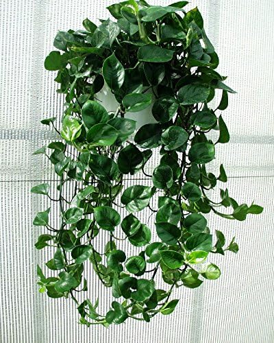 Cordatum Philodendron aka Heart Leaf Philodendron Live Plant - Indoor Live Plant Fit 1QRT Pot