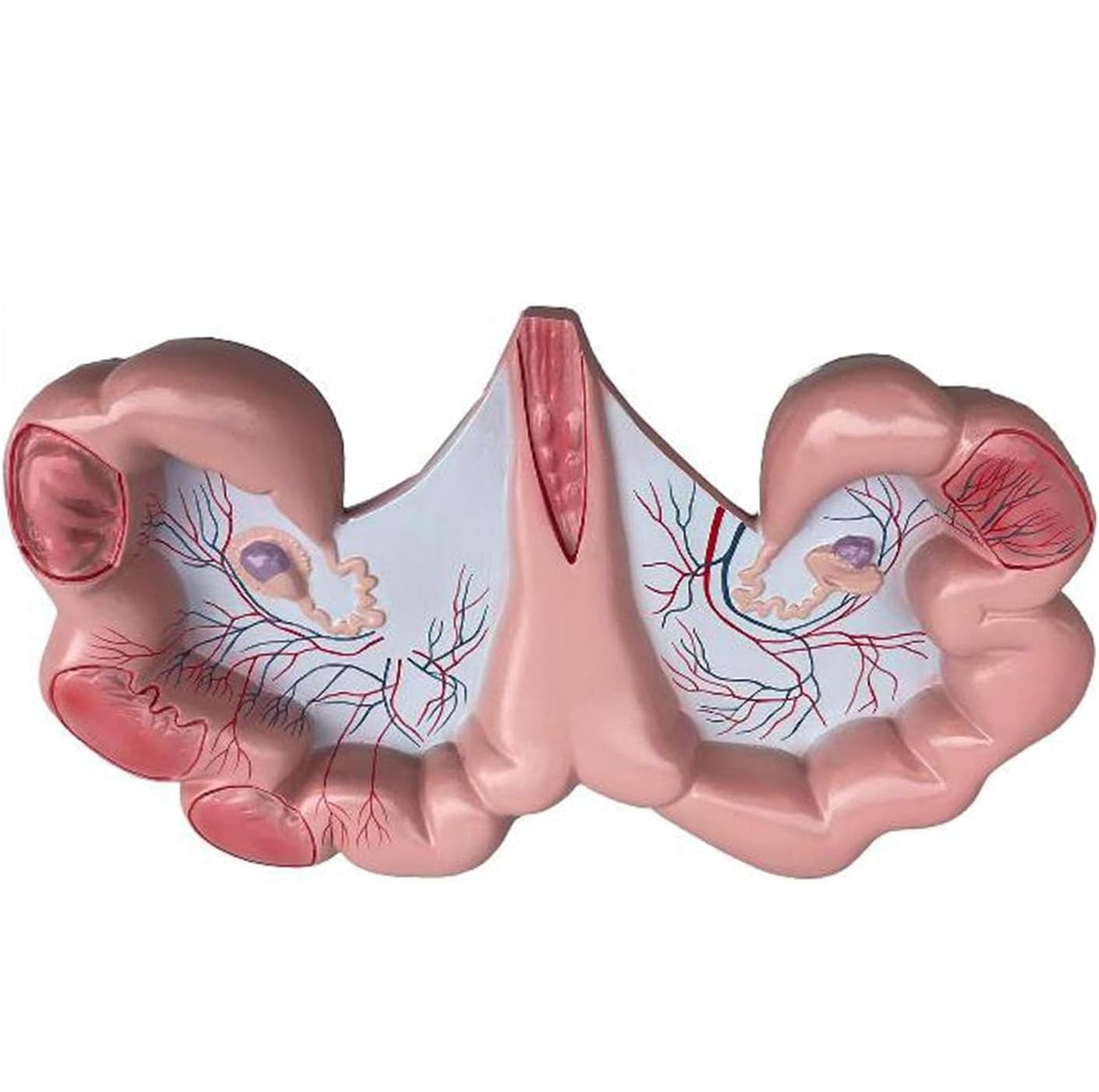 Modèle d'utérus de truie AMITD grandeur nature pour anatomie vétérinaire