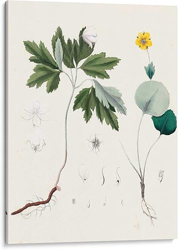 Canvas Lab | Berge Botanicals III by Berge | 36 x 48 in | Canvas Print Wall Art | Botanical, Floral, Nature | Wall Decor for Bedroom, Living Room or