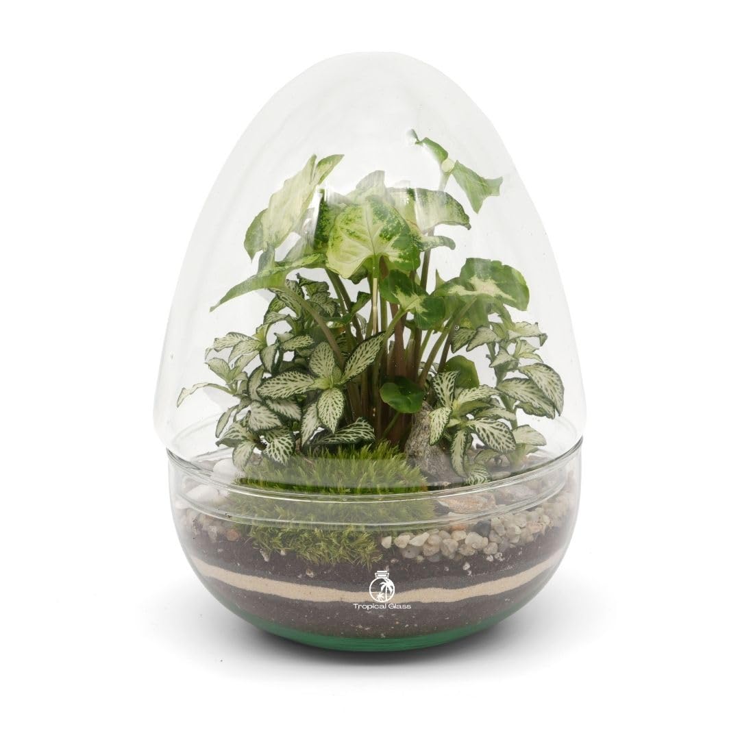 DIY Terrarium Kit with Egg Shaped Glass Jar H: 21 cm, Includes Live Plants and Cushion Moss, Beginner Friendly Indoor Garden Gift for Home or Office Decor