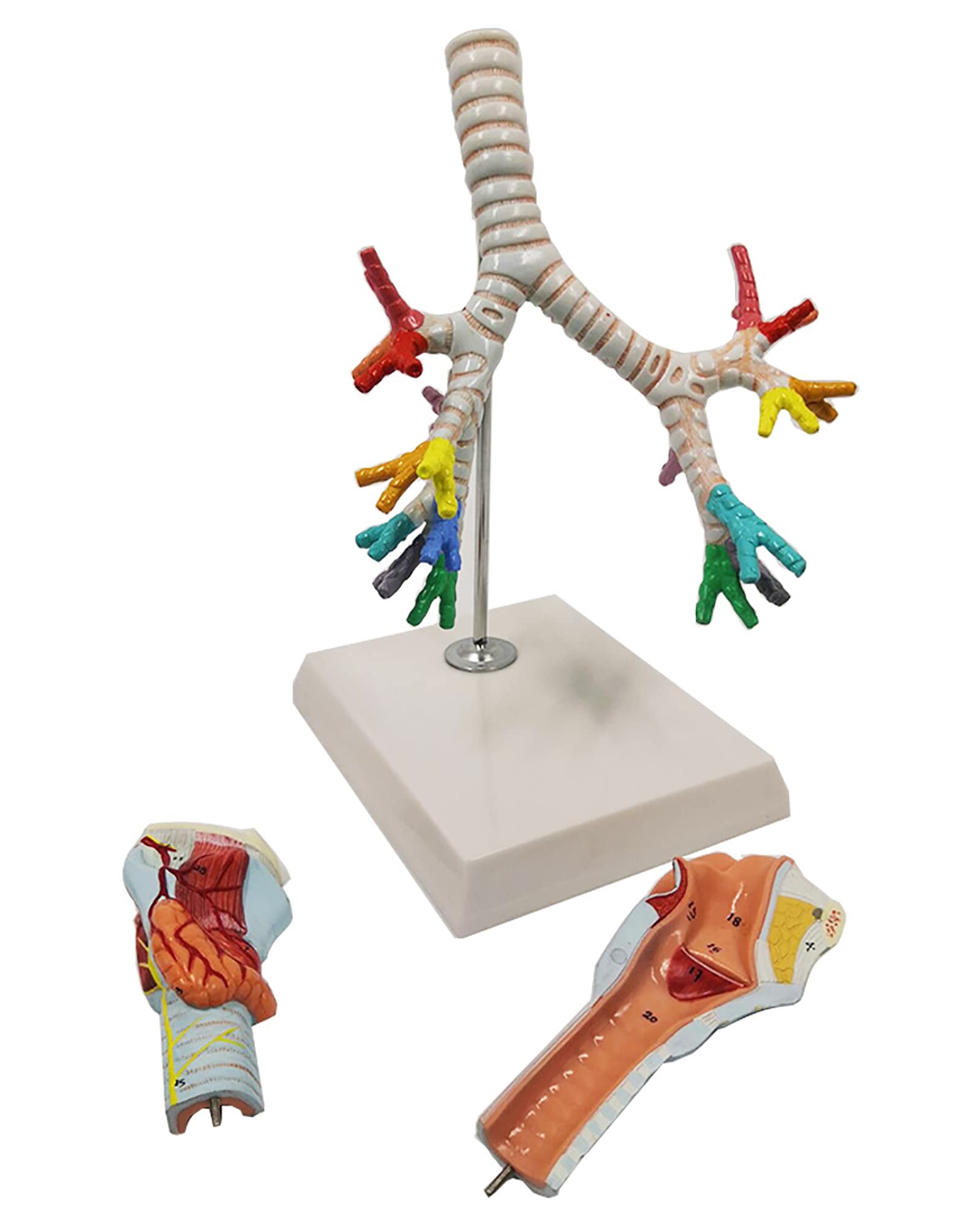 Buy YNB Life Size Human Larynx And Trachea Bronchial Tree Model PVC ...