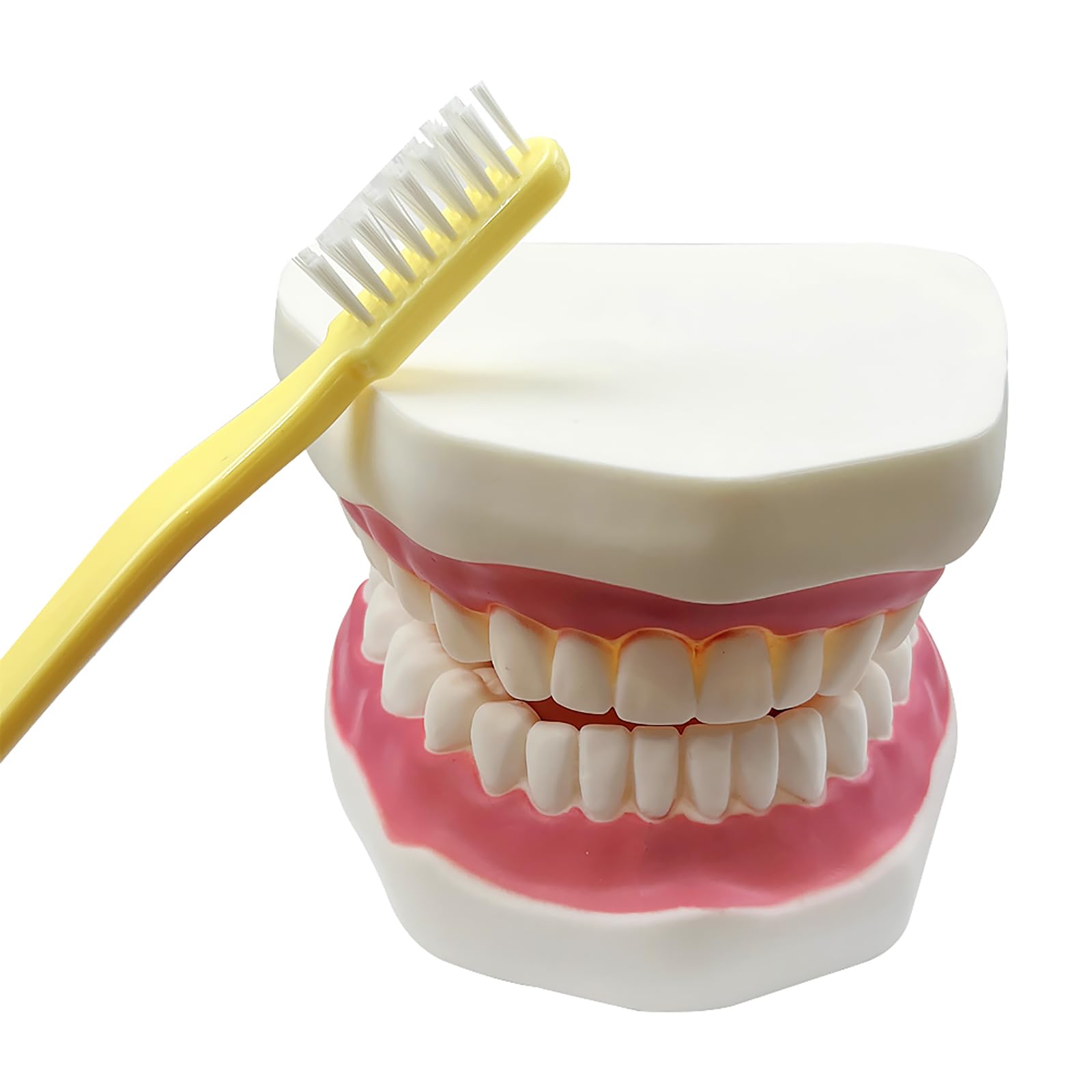 Grand modèle de dents anatomiques pour enseignement des dentistes avec brosse à dents 22 x 15 x 14 cm