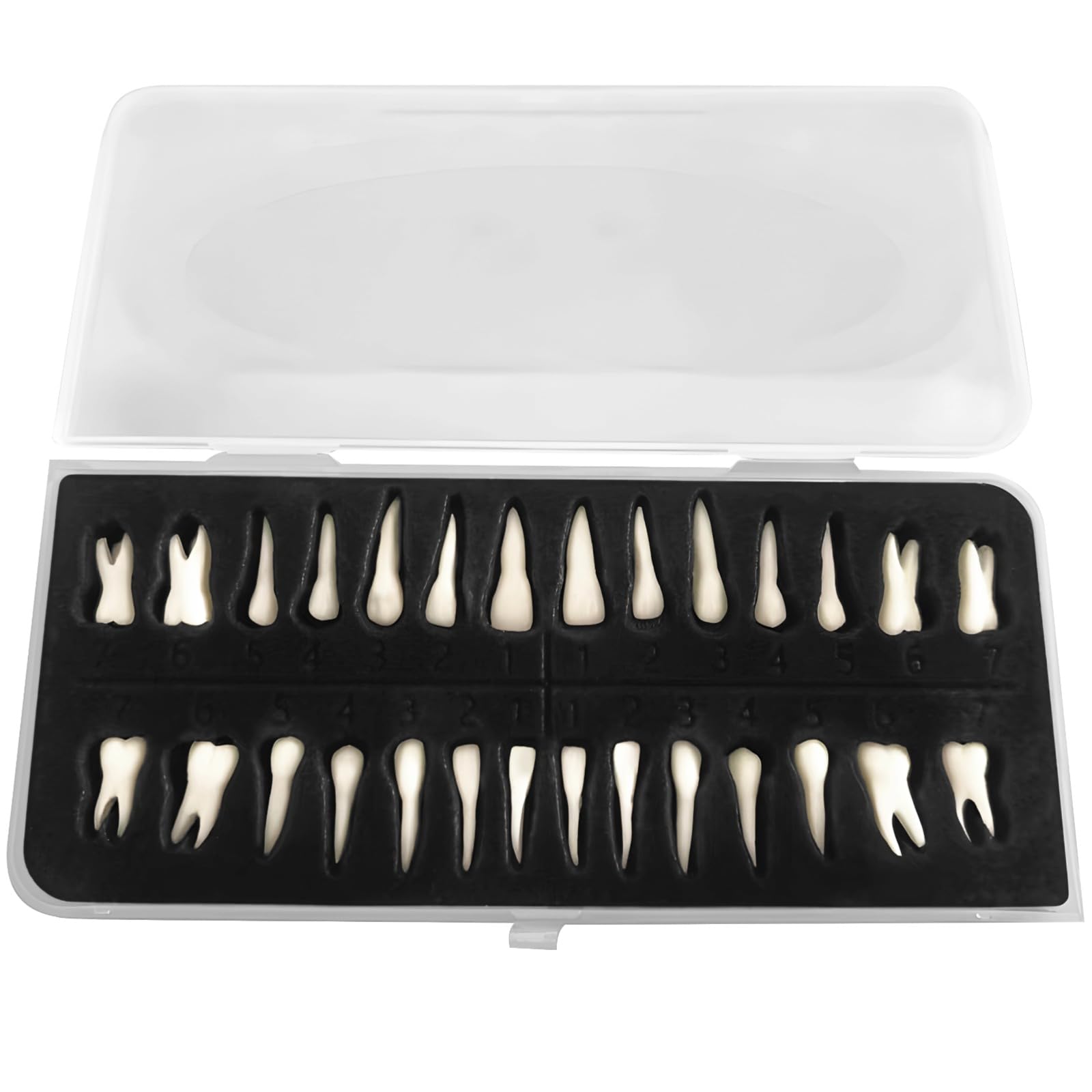 28 Stück Zahnmodelle, realistische Dentalausbildung, Kunstharz-Zahnmodell mit tragbarer Box, nummerierte künstliche Zähne 1:1 für zahnärztliches Training und Studium, Lehrzahnmodell