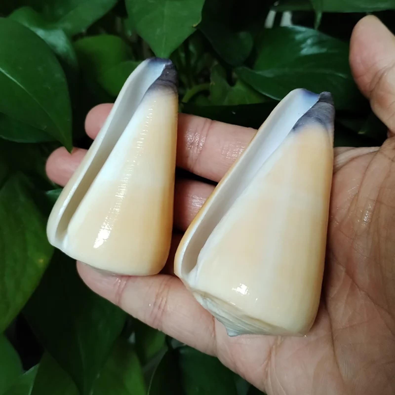 Conchiglie marine riempitive, 1 pezzo, 7-8 cm, cono vergine a bocca viola, cono di cono, per crescita naturale, conchiglie gialle per decorazioni, campioni paesaggistici