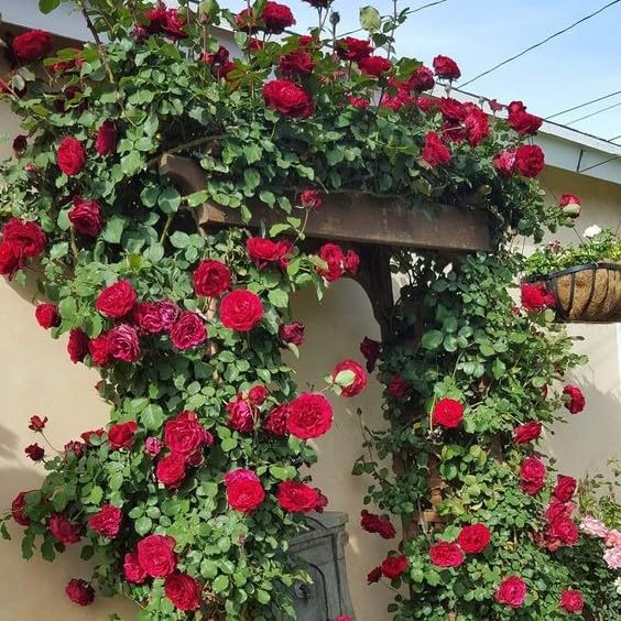 Rare Red Rose Live Flower Plant With pot For Indoor and Gardening (Pack of 1) (B0CXLTXMWK) Amazon Price History, Amazon Price Tracker