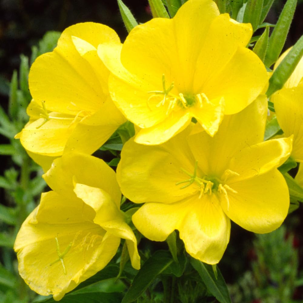 100 Yellow Evening Primrose Seeds Biennial Oenothera Cottage Garden Wildflower