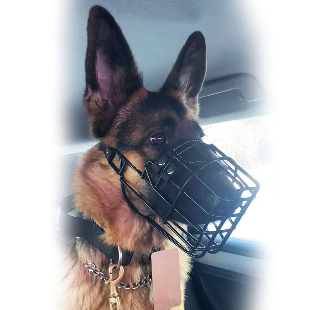 Bozal profesional de metal para perro (tamaño 31) – Cesta de alambre ergonómica para Schnauzer gigante, Doberman, Airedale Terrier, Husky – Entrenamiento resistente y equipo de seguridad diario