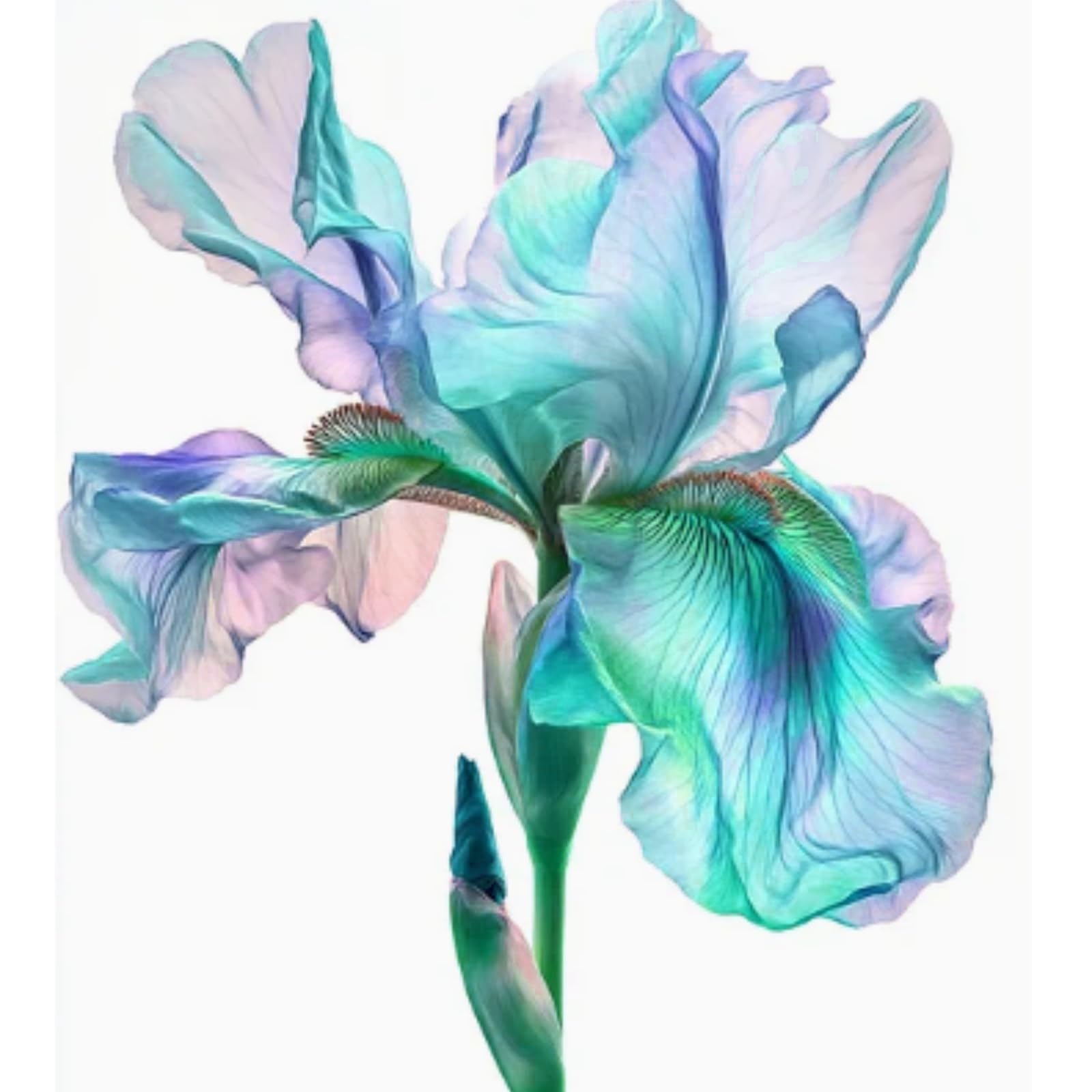 Iris Bulbs Mix for Planting Now UK/Natural Organic/Greening Flower/Strong Plants That Grow Well/Cut Flowers/Good for Containers/Wedding Flowers.-4 Bulbs-J