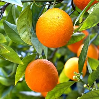 You Garden - Mandarin Citrus Fruit Tree in a 5-6L Pot, 1m Tall - Exotic Orange Tree for UK Gardens - for Plant Pots, Patios and Garden - Grow Your Own Fruit