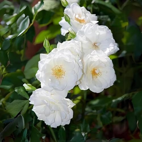 Miniatura 2 de 100 semillas de rosas blancas trepadoras perennes elegantes bordes de jardín florecen semillas