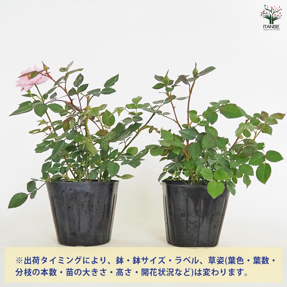 Amazon.co.jp: ITANSE ミニバラ テディベア 3号 4個セット【品種