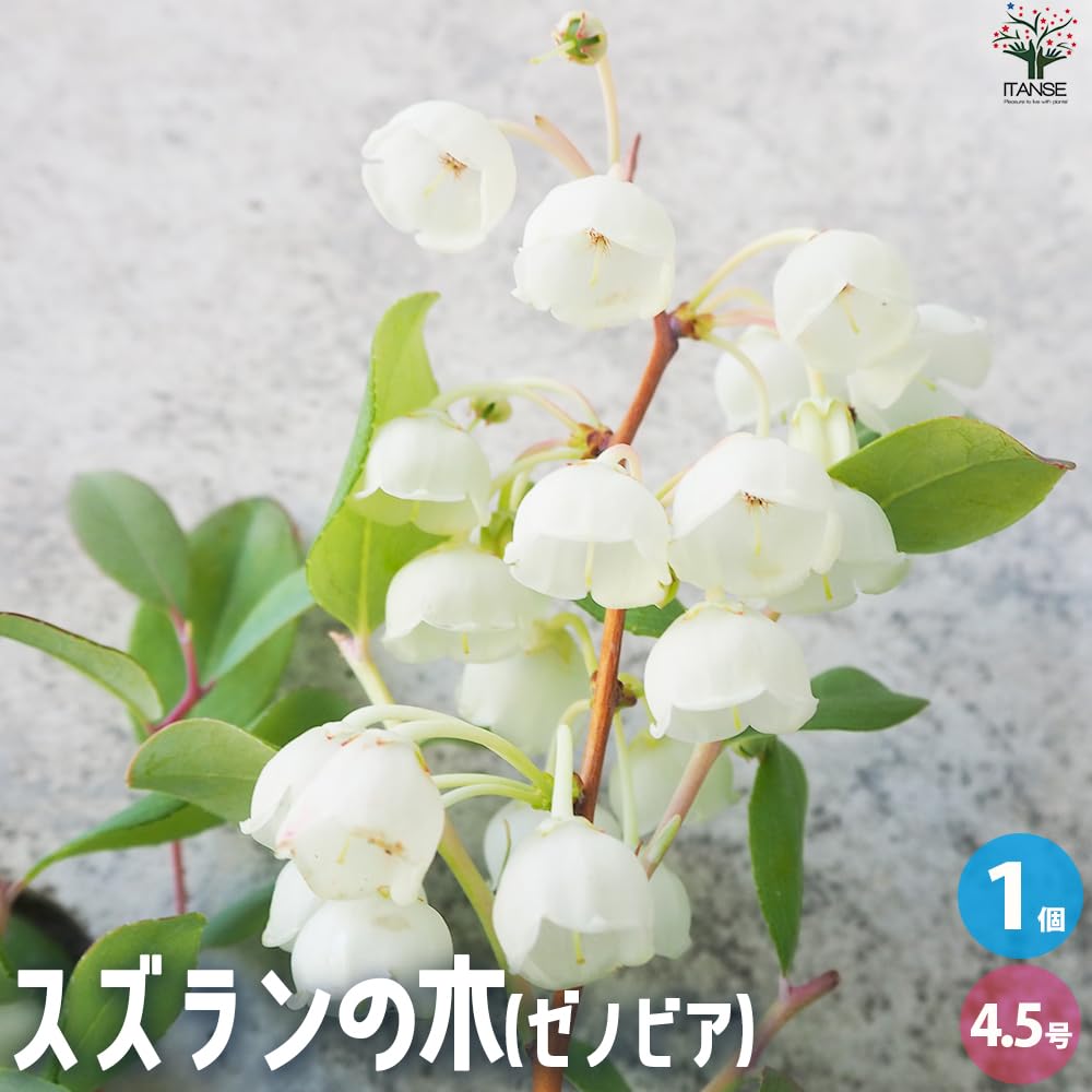 zenobia◇ゼノビア　パフスリーブ風ブラウス　ホワイト【1XL】透け感 Sono（ソーノ） ブラウス S254BV057 レディース 撥水 スカラップ
