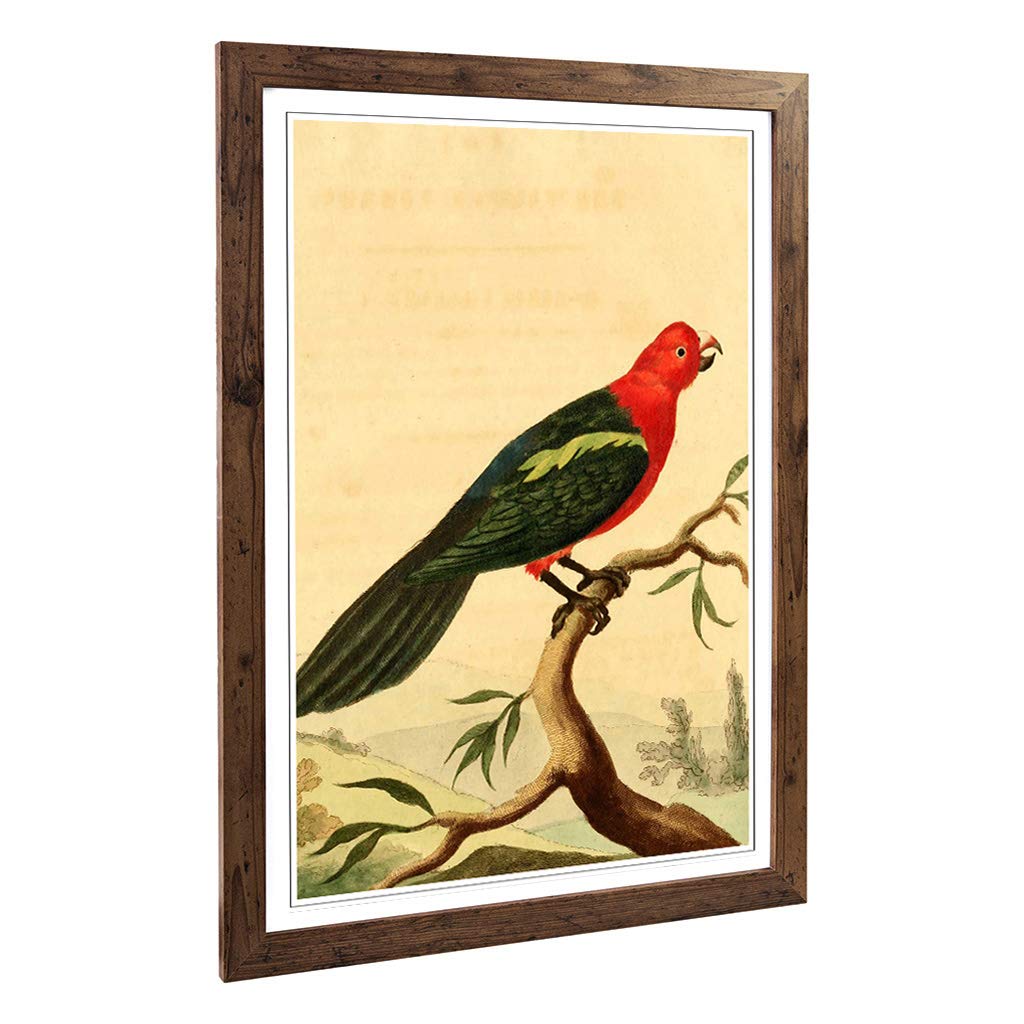Big Box Art Framed Print of Vintage Charles R Ryley Tabuan Parrot Design | Wall Art Picture | Home Decor for Kitchen, Living Room, Bedroom, Hallway, Walnut, A2 / 24.5x18 Inch / 62x45cm