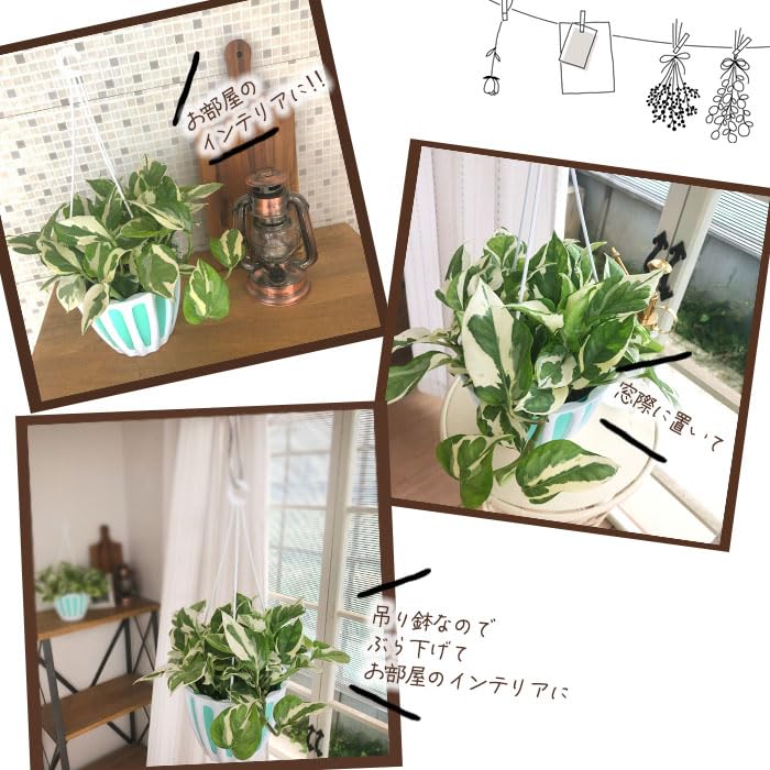 Amazon｜観葉植物 ポトス エンジョイ 5号 吊り鉢 吊り下げ ハンギング