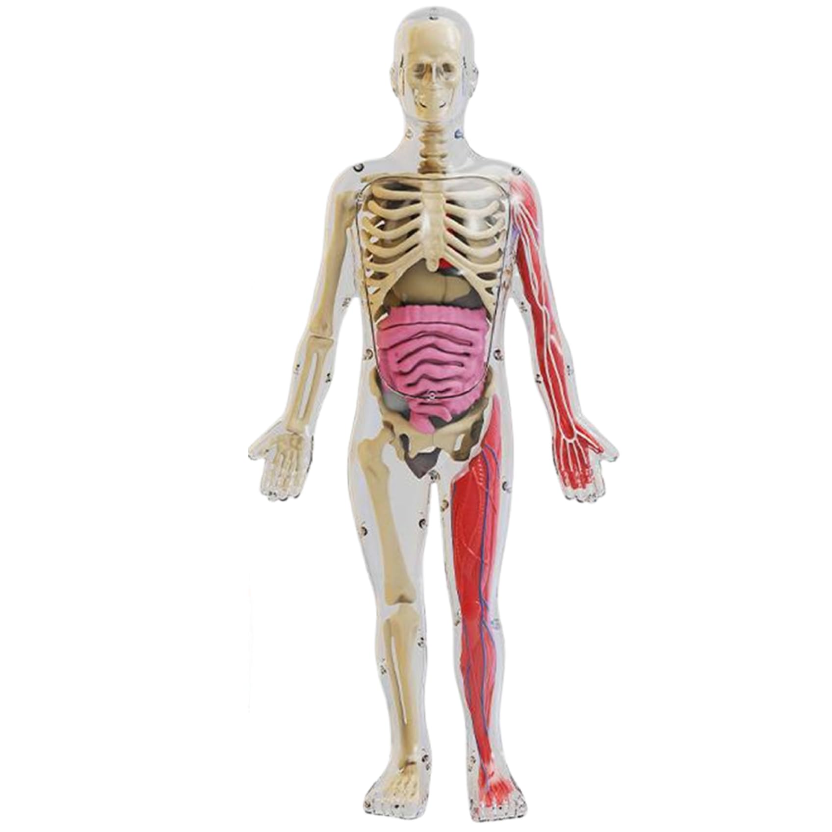 Modelo de Cuerpo Humano para niños, Modelo de anatomía Humana Realista Que Brilla en la Oscuridad, Cuerpo Desmontable de Bricolaje, anatomía educativa para Regalos de niños