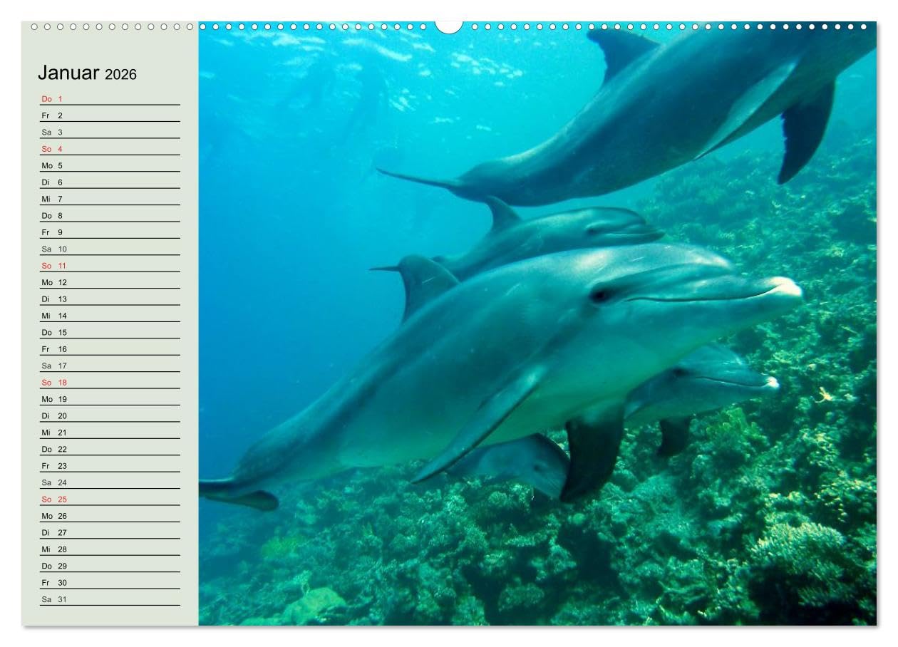 Leben in den Weltmeeren. Delfine, Wale und Haie (Wandkalender 2026 DIN A2 quer), CALVENDO Monatskalender: Gleiten und Leben in den Ozeanen der Welt (CALVENDO Tiere)