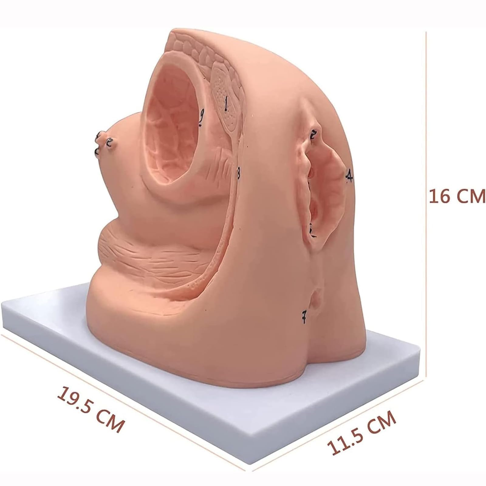 Modèle de cathétérisme Anatomique, modèle de cathétérisme Masculin et féminin, modèle d'anatomie génitale Interne et Externe et modèle éducatif de Moule de cathéter urinaire