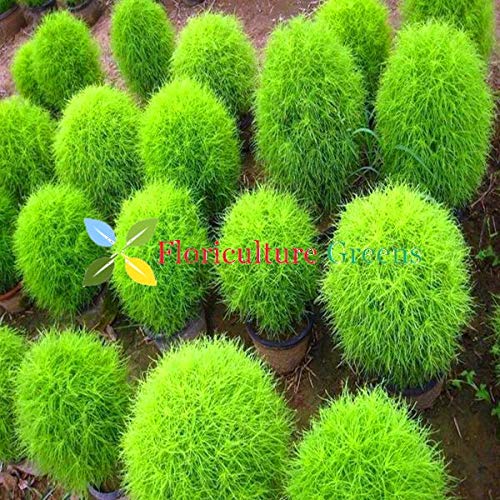 Kochia Green Grass Ball Flower Seeds (B07M6V6VHN) Amazon Price History, Amazon Price Tracker