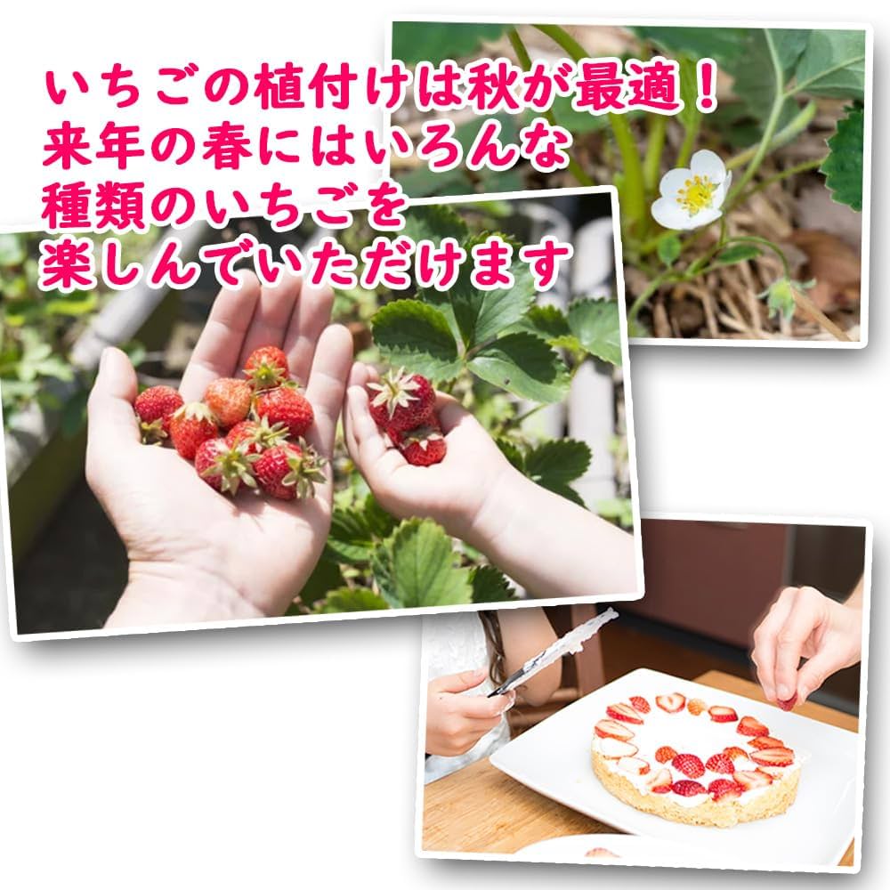 いちごページ★2+3 strawberryページ いちごページ 椿 Buy ZX 8000 'Strawberry