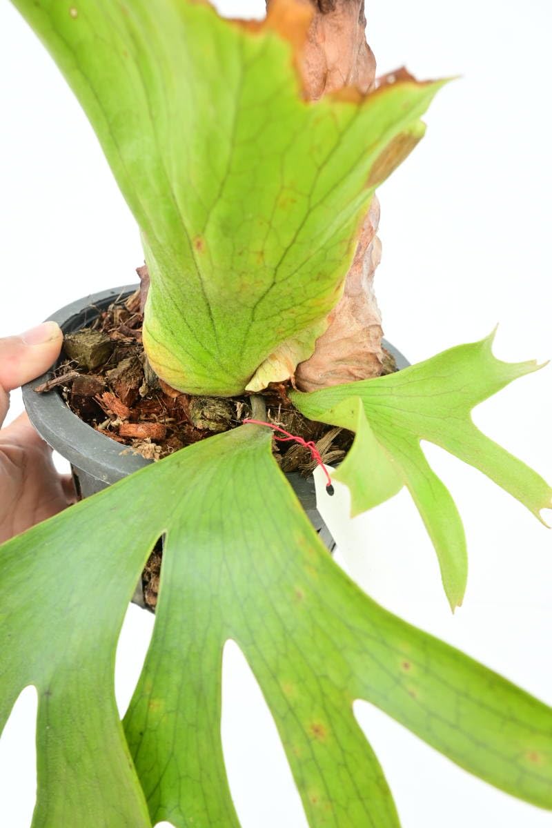 Amazon.co.jp: P.coronarium Philippines② @bikamori.com