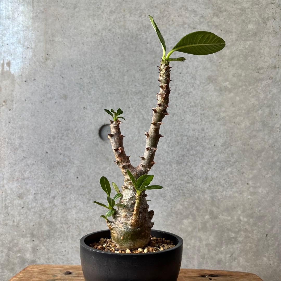 Amazon｜ウィンゾリー パキポディウム 国内実生株 鉢付き｜観葉植物