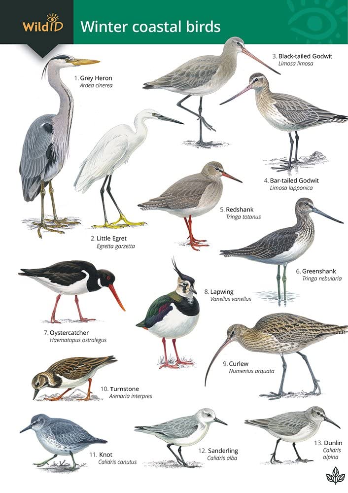 Winter Coastal Birds: OP179 (WildID)