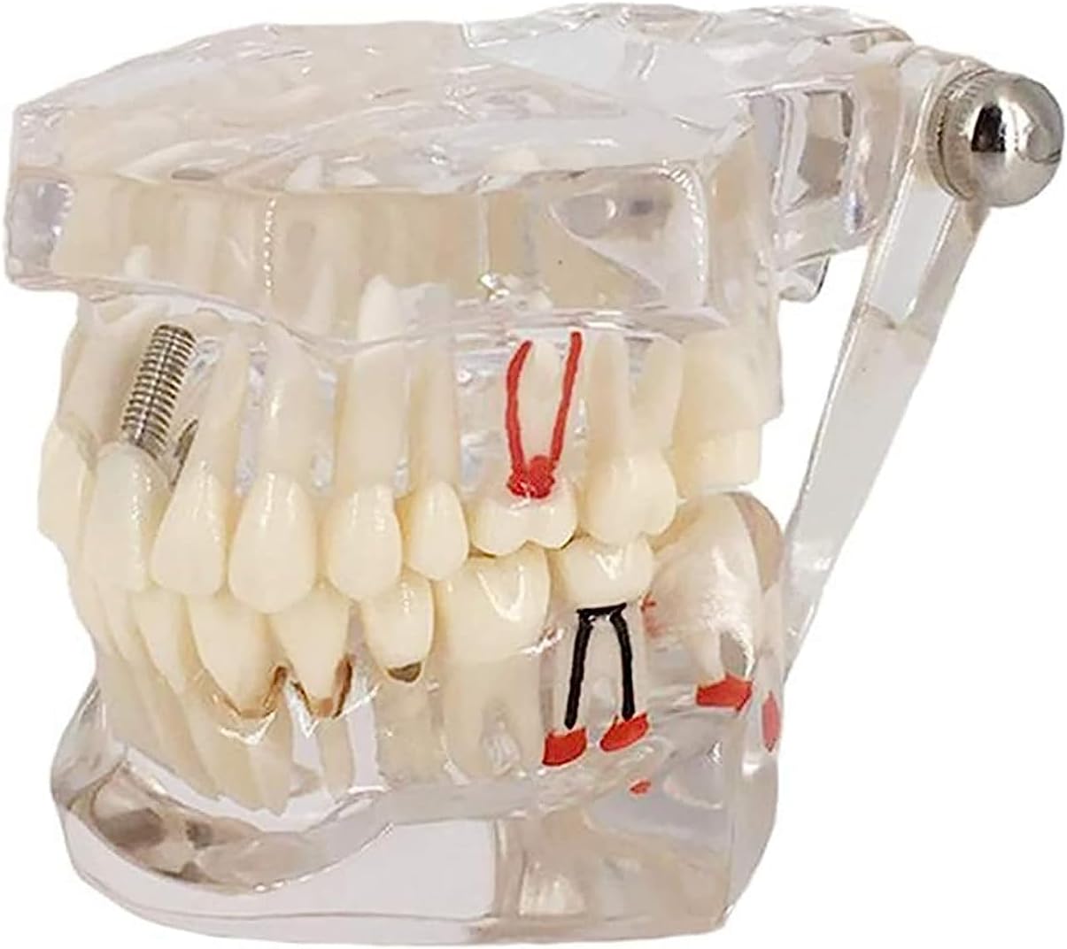 Dental Study Teaching Teeth Model Adult Typodont Model Removable Tooth