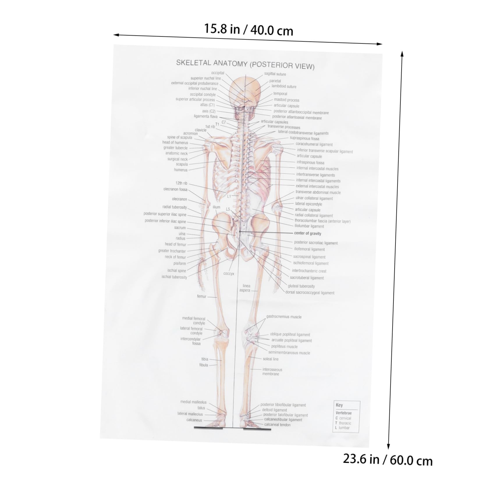 STOBAZA Skeletal System Anatomy Poster Decorative Anatomy Chart for Medical Study Unique Home Decor Meaningful present