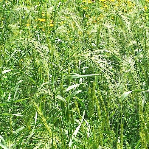 Eastern Wild Rye Seeds Virginia Wildrye, Elymus Virginicus Perennial Grass Hardy Low Maintenance Meadows, Prairies, Roadsides Outdoor 500Pcs Grass Seeds #TOP4