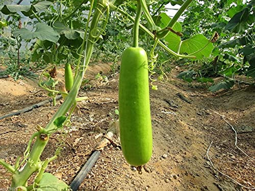 Gaea's Blessing Seeds - Bottle Gourd Seeds - Opo Squash - Non-Gmo Seeds With Easy To Follow Planting Instructions - Nam Tao Yao Heirloom 94% Germination Rate #TOP3