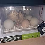 Review Image by Erin Hurley